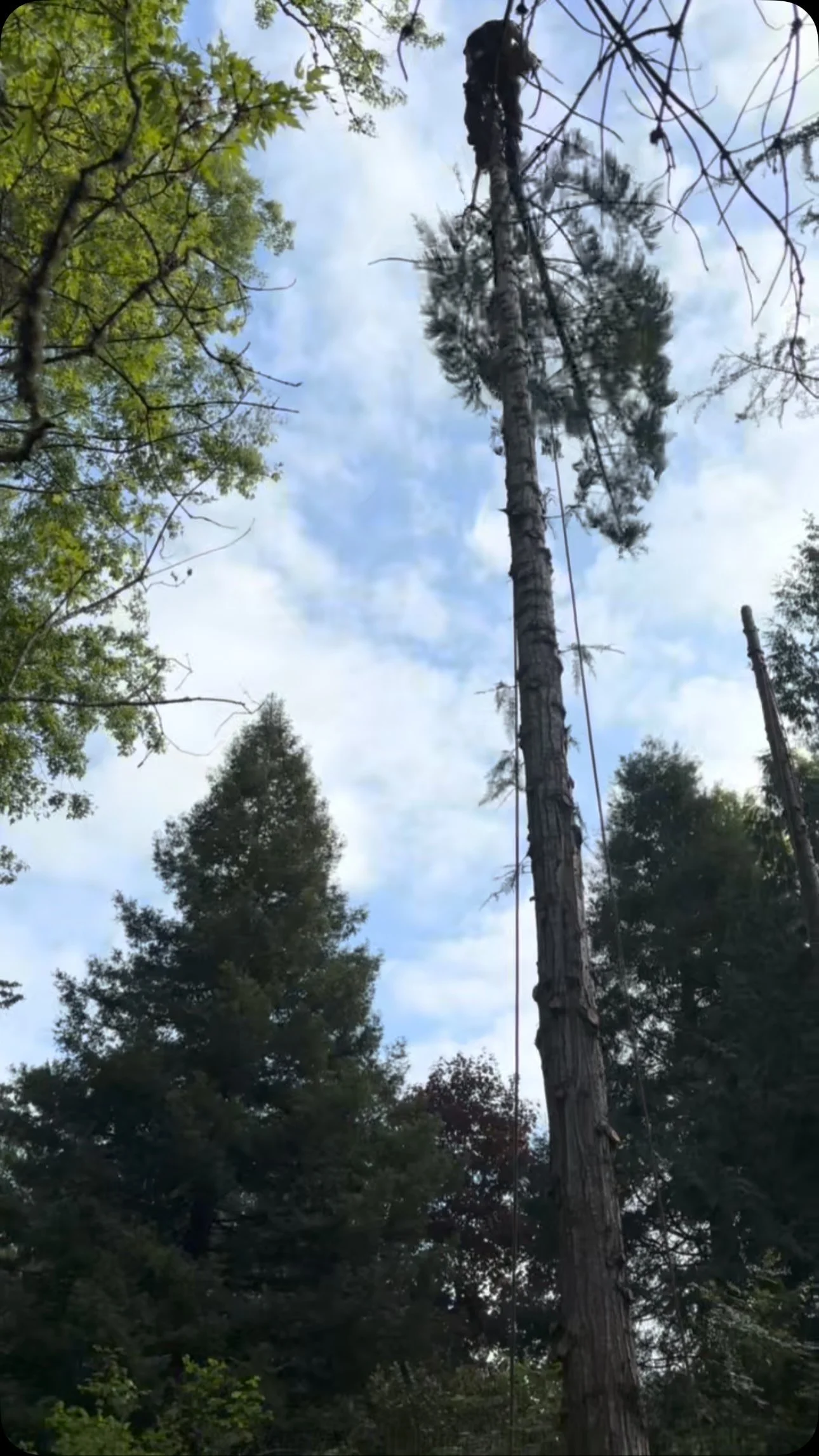 King’s Tree Service tree worker climbing on a job