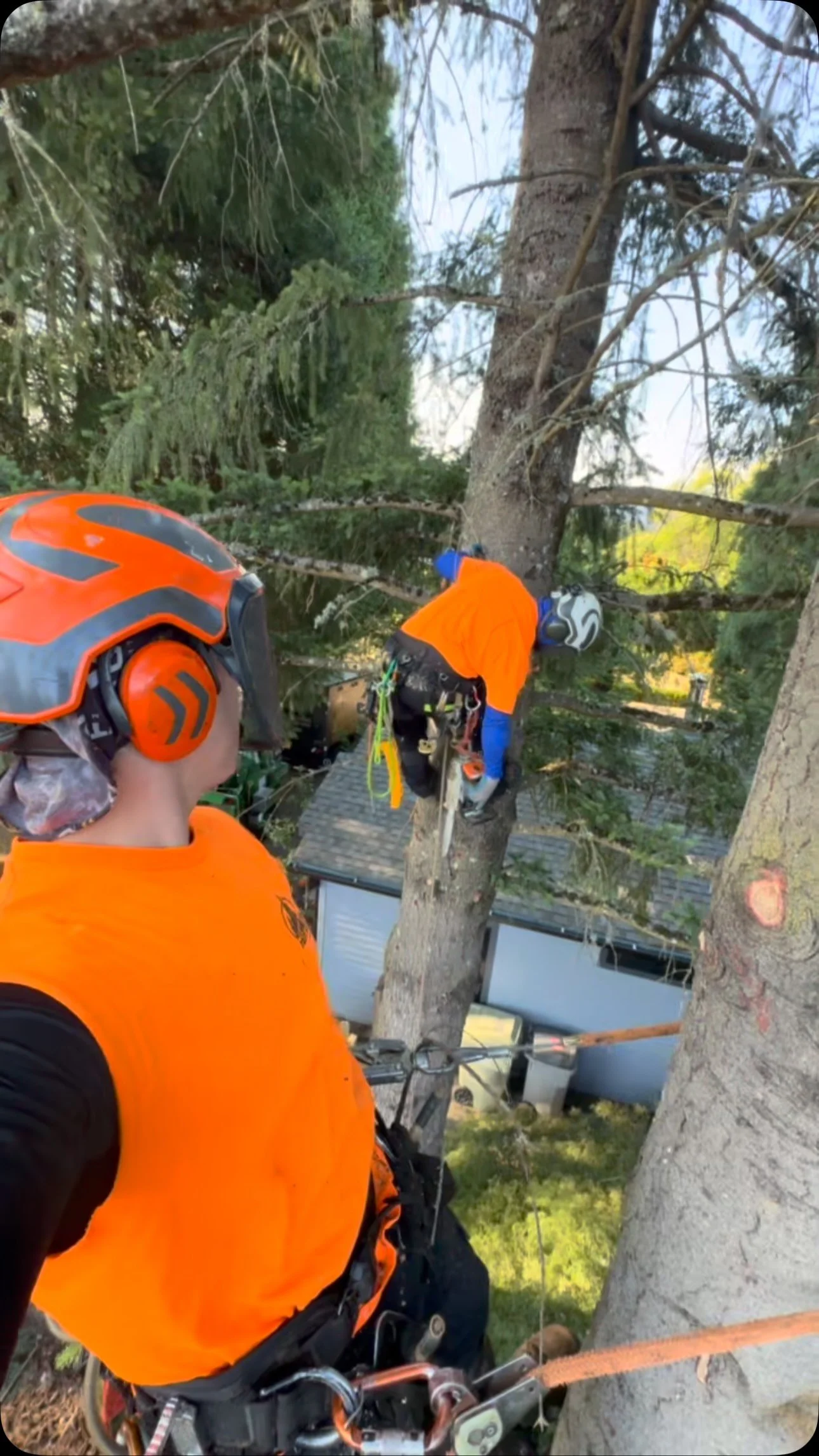 King’s Tree Service workers cutting a tree