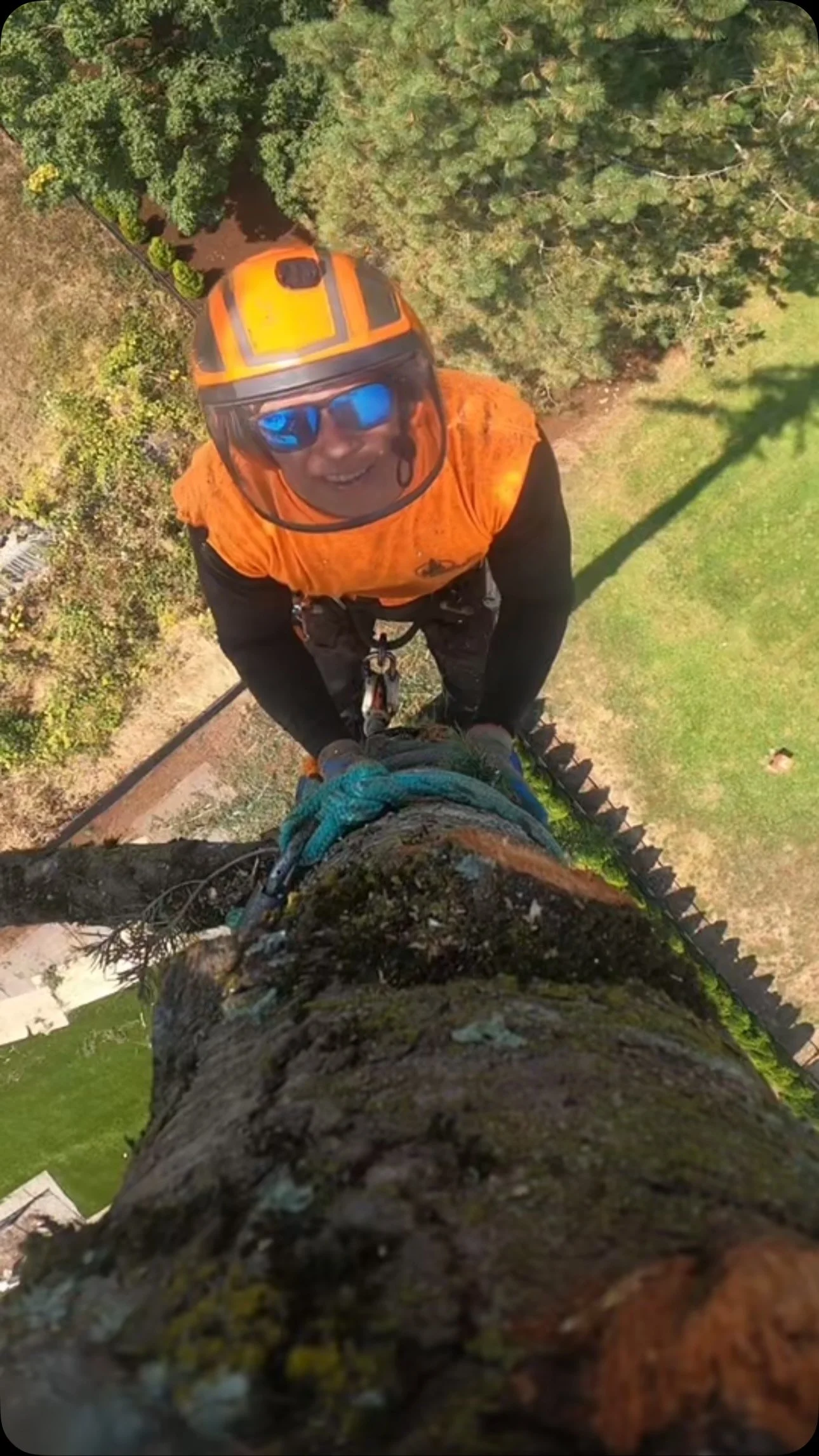 King’s Tree Service climber working in a tree