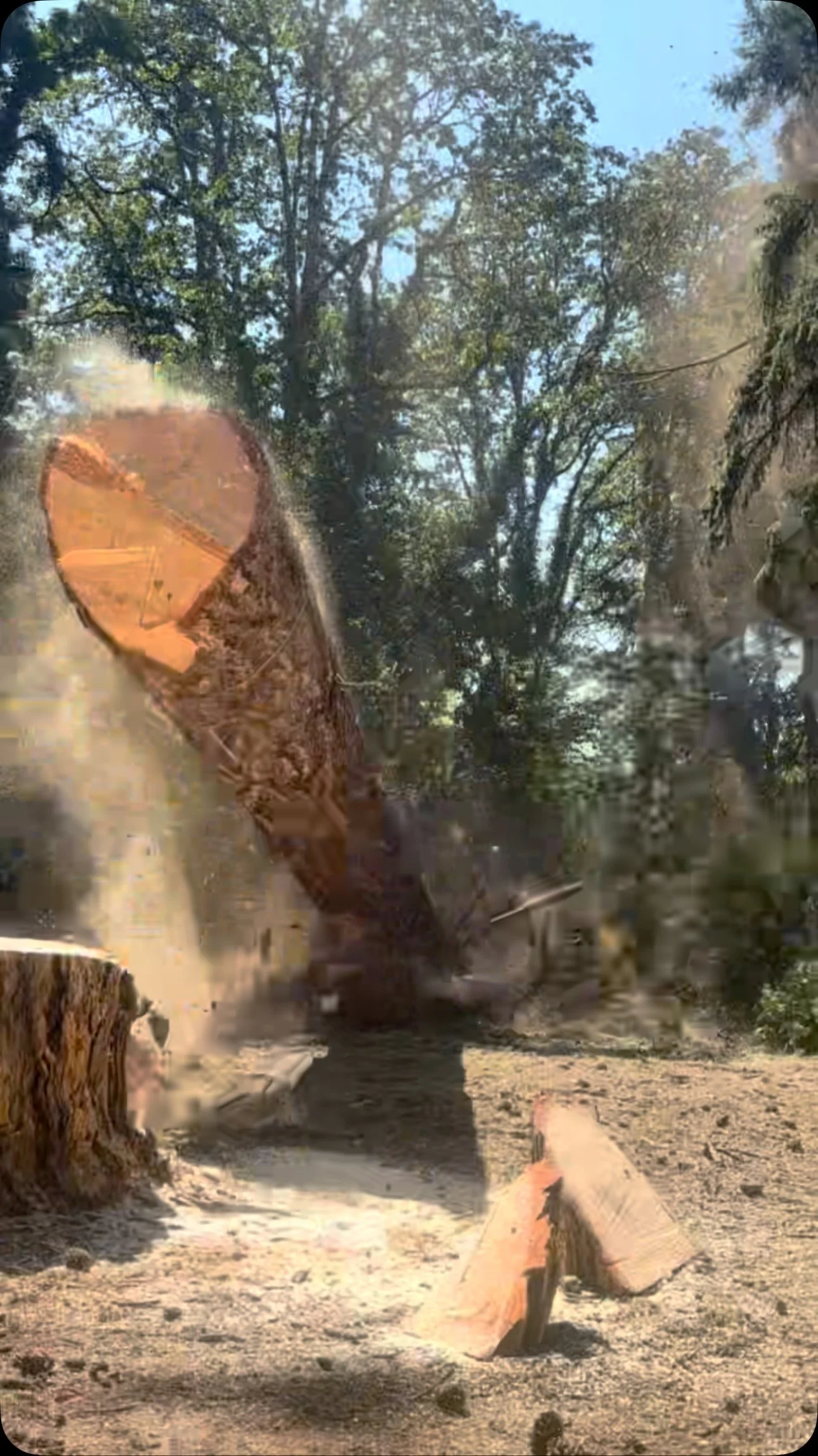Freshly cut trunk during a tree removal